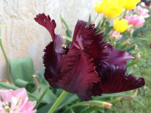 One of my Bearded Tulips