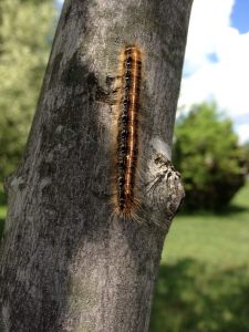 I still love caterpillars!