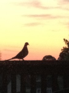 Sunrise from the deck.