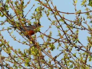 One of a multitude of Robins.