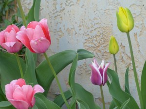 I love my tulips!